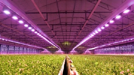 Как сельское хозяйство получает выгоду от светодиодных ламп для выращивания?
